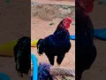 Download Lagu #funny_chicken #kozhi_koothugal #comedy