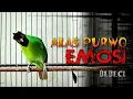 Download Lagu CUCAK IJO BANYUWANGI GACOR EMOSI TINGGI KHAS BEBECI