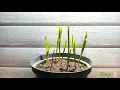Lily of the valley Time Lapse - 60 Days