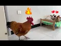 So funny! The rooster caught the puppy cuddling with the hen on the bed and was very angry.