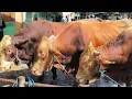 Download Lagu 16 juta !! Sapi Sisa Qurban Di Jual Harga Murah !! Pasar Sapi Tuban