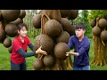 Download Lagu Harvesting Black Peaches – How to Ferment Black Peaches with Alcohol