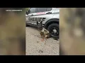 Lake County Illinois deputy accused of leaving K-9 alone in field sheriff s office investigating