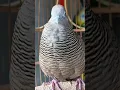 Download Lagu Burung tekukur lokal punya suara topcer yang jernih untuk umpan yang langsung bereaksi #shorts