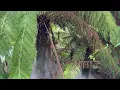Exploring a Tropical Rainforest in Australia - Canberra National Botanic Gardens Tour