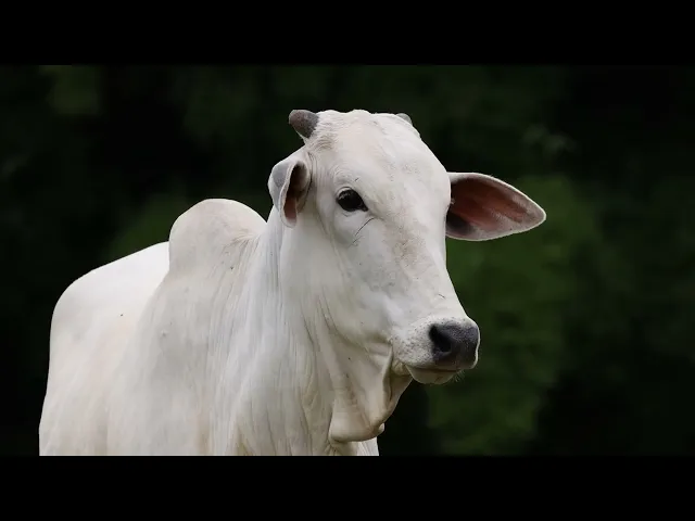 Novilha Nelore ACSM - 226