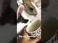 Download Lagu We love tea! What about you? ☕🐰 #bunny #bunnies #rabbit #tinkywinky #lifeoftinkywinky
