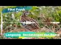 Download Lagu Suara Pikat Puyuh Betina Terbaru  | Kicau Burung Mp3