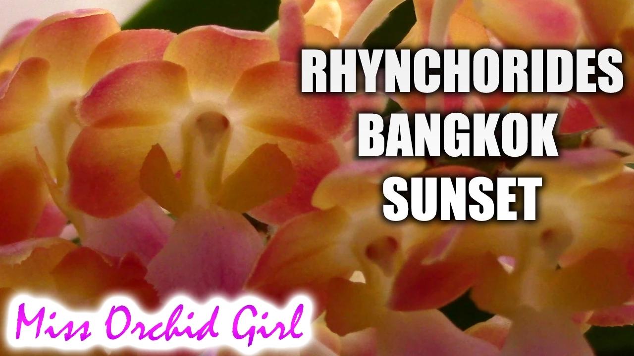 RHYNCHORIDES BANGKOK SUNSET VANDA ORCHID TAKE A MOMENT TO ENJOY THE SUNSET