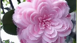 تعب القلوب دندنها