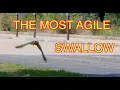 Barn Swallows in Flight NARRATED