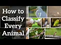 How to Classify Every Animal - Introduction to Taxonomy