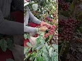 Download Lagu Petani kopi Lampung timur