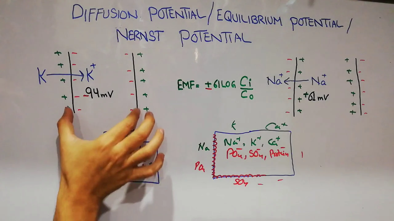 Guyton chapter 5 | Membrane potentials summary |Diffusion POTENTIAL | Nernst potential | Lecture 28