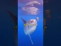Download Lagu Why the Sunfish Is Called the Trash of the Ocean #shorts