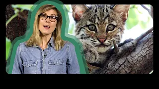 Native Animals that Call Ohio Home Know Ohio