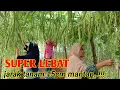 Download Lagu PANEN BUNCIS KE DUA UMUR 50 HST MELIMPAH