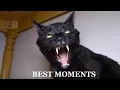 Talking Kitty Cat Best Moments