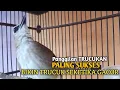 Download Lagu Trucuk BETINA memanggil Jantan Suara Birahi Ngecuplik 100% pancingan trucukan gacor agar BUNYI EMOSI MP3
