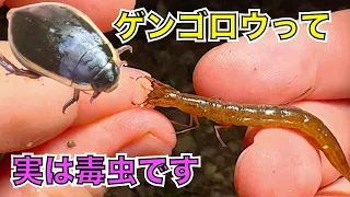 実は有毒！ゲンゴロウに咬まれてみた