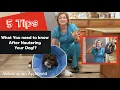 Caring for your dog after Neutering them 5 Tips - Veterinarian approved