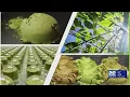Massachusetts issues emergency order to restrict kratom sales