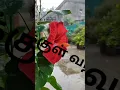 Download Lagu Sembaruthi Sembaruthi Poova Pola🌺Kooppitta Malar Thedi🌺Vasanthakala Paravai🌺#@palaruexpress🌺