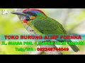 Download Lagu Suara Pikat MP3 Burung Takur - Masteran Burung Takur