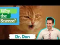 Why is your cat sneezing Symptoms diagnosing and treating upper respiratory infections