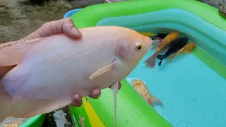 Cá dễ thương, bắt Cá Trê, cá phát tài, Cá Trê, rùa, cá koi, cá rô phi