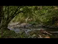Sounds of Mountain Rivers and Forest Birds Singing. 12 Hours Of Deep Sleep.