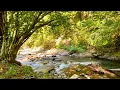 Download Lagu De geluiden van een bergrivier en het zingen van bosvogels. Twaalf Uur Diepe Slaap.