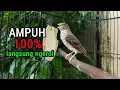 Download Lagu Suara Burung Sanger Gacor NGEROL RAPAT Paling TOP Ampuh untuk pancingan dan masteran burung lain