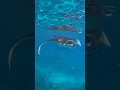 Download Lagu Manta Ray | Nusa Penida I Snorkeling Bali
