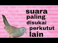 Download Lagu Perkutut lokal gacor, dengar suara ini paling disukai perkutut l ain
