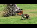 Download Lagu Peacock Wants to Mate with Peahen Momma MP3