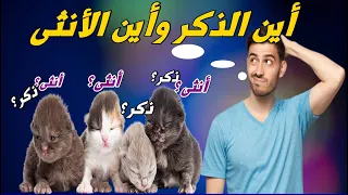 هل تعلم كيف نفرق بين الذكر والأنثى في القطط الصغيرة والمولودة حديثا دندنها