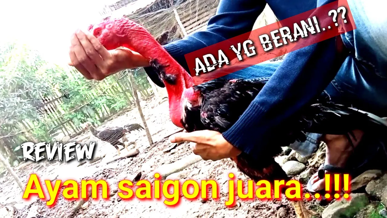 Inilah Kelebihan Ayam Saigon yang Tidak Dimiliki Ayam Bangkok