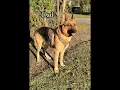 Meet Sandy a sweet and energetic German Shepherd puppy from Trenton North Carolina