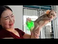 Download Lagu Baby monkey Sunny pooped stinky and quickly went to find his Mom for help.