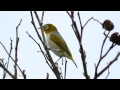 Download Lagu Silvereye, Wax-Eye or White-Eye (Zosterops lateralis) / Graumantelbrillenvogel