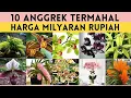 Download Lagu 10 Jenis Bunga Anggrek Termahal Di Dunia, Cantik dan Langka,  Tanaman Hias Termahal  anggrek spesies