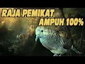 Download Lagu SUARA PERKUTUT LOKAL BUNYI MALAM HARI