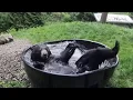 Out About Meet the black bears at the Oregon Zoo