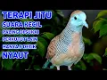 Download Lagu Suara Betina Ampuh - Perkutut Betina Memanggil Jantan || The female turtle dove calls the male