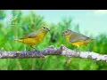Download Lagu Soothing Forest Bird Sounds - Perfect for Sleep, Relaxation, and Meditation - 10Hours Nature Sounds