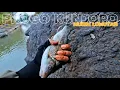 Download Lagu KEDUNG KUNJORO SUNGAI PROGO‼️ UMPAN LUMUT KUDA / KONCER MASIH JADI ANDALAN ❗️