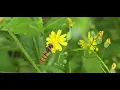Download Lagu Der Rainkohl und seine Besucher - Neues aus dem wilden Garten in Solms - Oberbiel