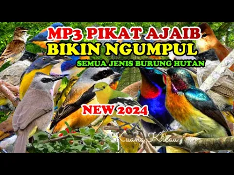 Download MP3 Suara Pikat Burung Hutan Terbaru, Sirtu,Trucukan,Konin,Sogon,Kemade,Prenjak,Ciblek,Kolibri wulung