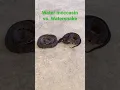 Download Lagu Which one is venomous?